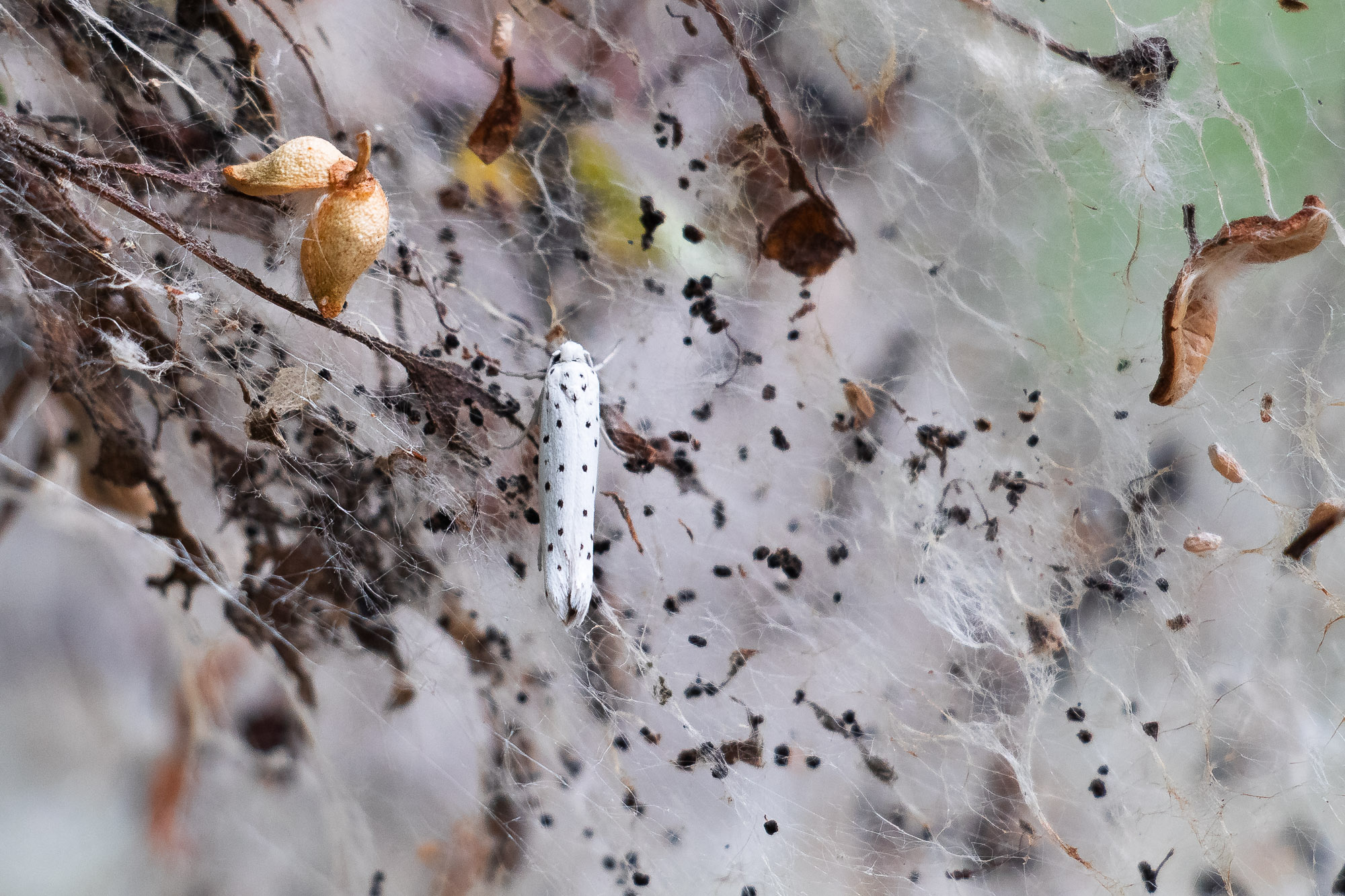 BioBlitz 2026