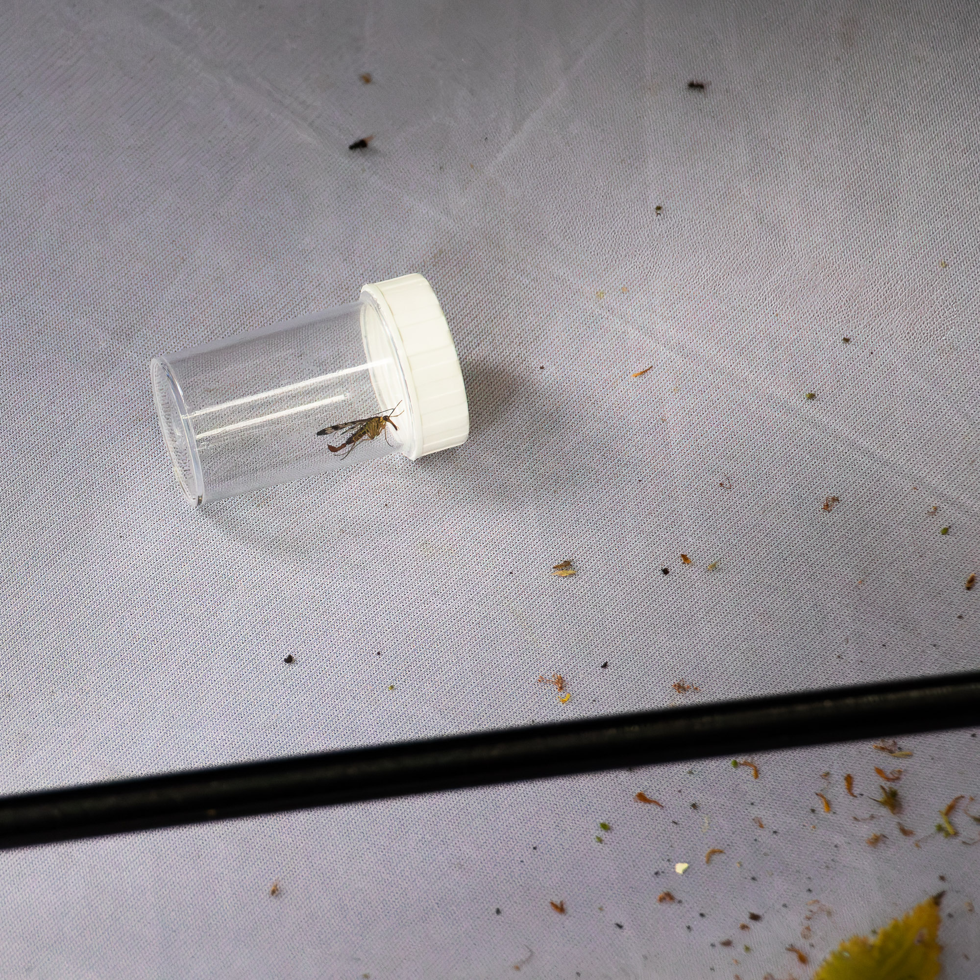 BioBlitz 2026